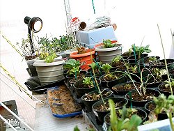 GreenHab plants
